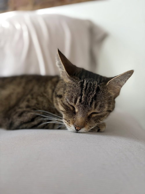 STICKS - Domestic Short Hair available for adoption
