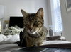 Sticks - Photo 4