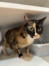 adoptable Cat in , NY named Morticia