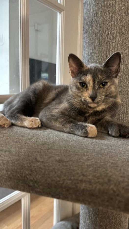 adoptable Cat in Whitestone, NY named Kareena