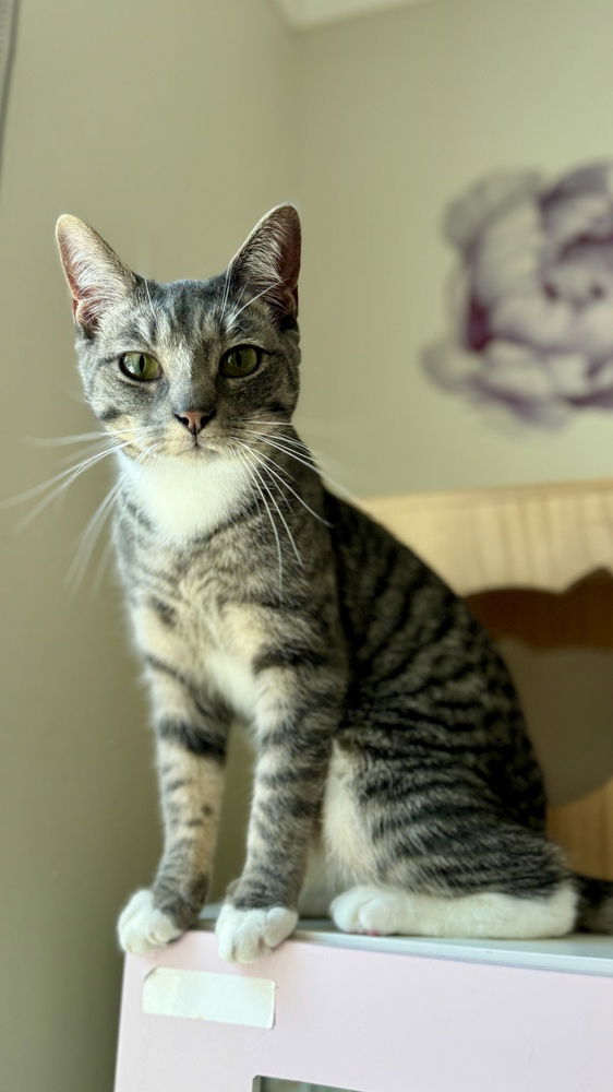 adoptable Cat in Whitestone, NY named Phillip