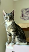 adoptable Cat in whitestone, NY named Phillip