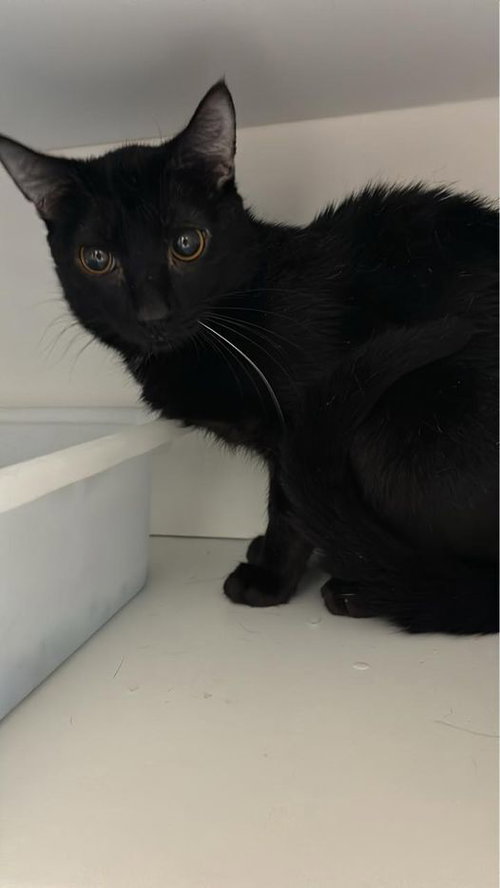VADER - Domestic Short Hair available for adoption