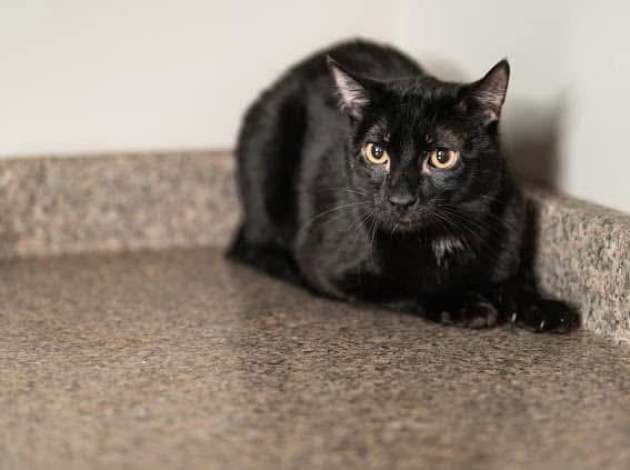 Vader