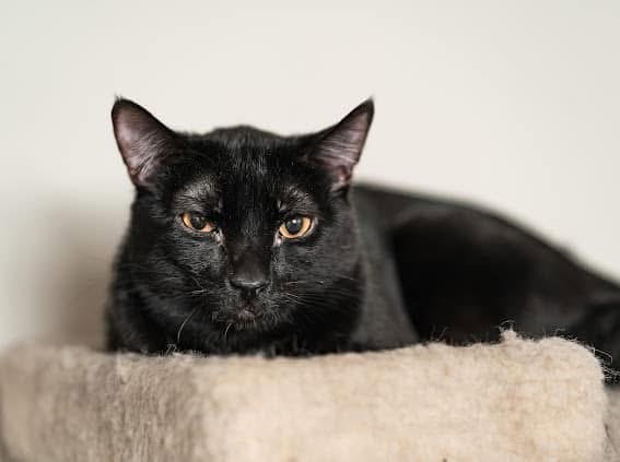 Vader