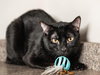 Vader - Photo 2