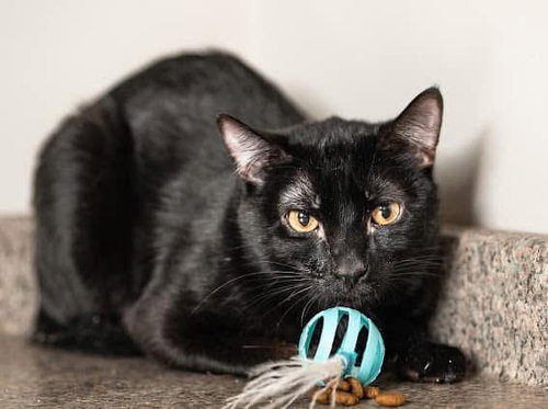 VADER - Domestic Short Hair available for adoption