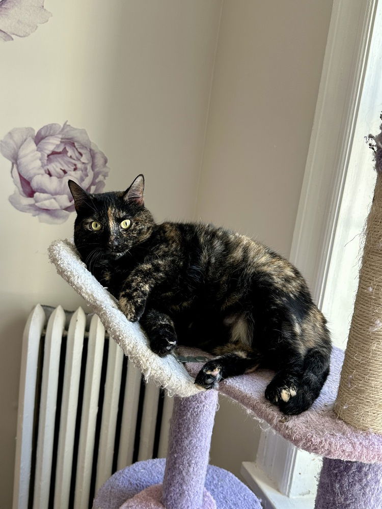 adoptable Cat in Whitestone, NY named Juliet