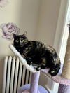 adoptable Cat in whitestone, NY named Juliet
