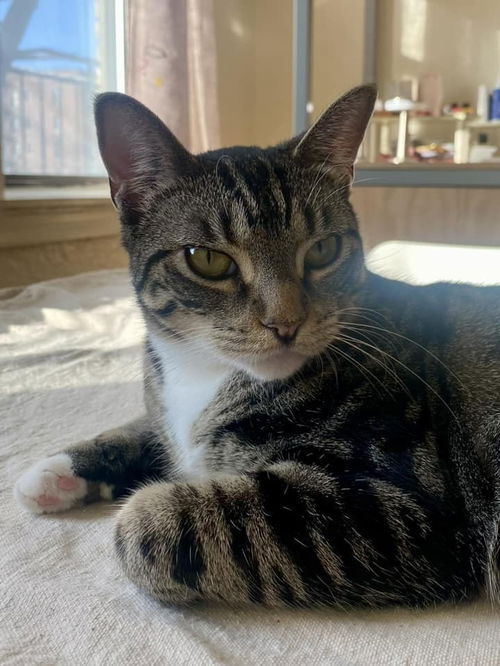 picture of the cat needing adoption