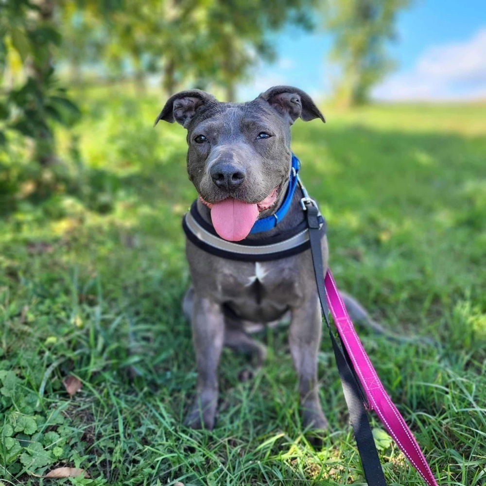 adoptable Dog in Whitestone, NY named Fleur