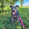 adoptable Dog in whitestone, NY named Fleur