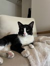 adoptable Cat in whitestone, NY named Meow