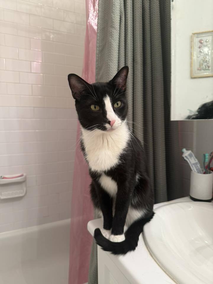 Meow Image