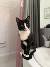Meow - Photo 1