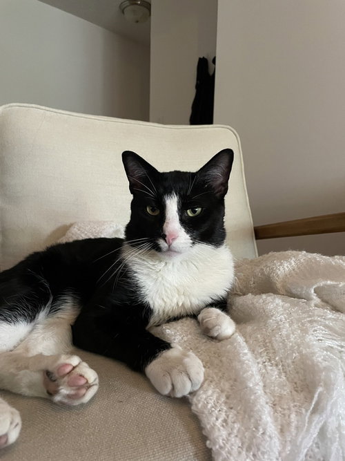MEOW - Domestic Short Hair available for adoption