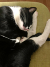 Meow - Photo 3