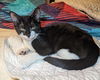 adoptable Cat in whitestone, NY named Jason