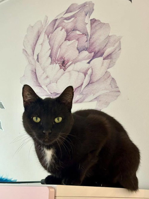 APPLE - Domestic Short Hair available for adoption