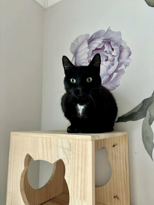 APPLE - Domestic Short Hair available for adoption