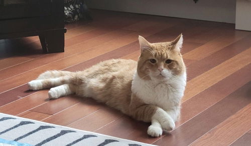 picture of the cat needing adoption