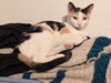 adoptable Cat in whitestone, NY named Muneca