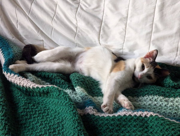 Muneca