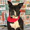 adoptable Dog in , NY named Licorice