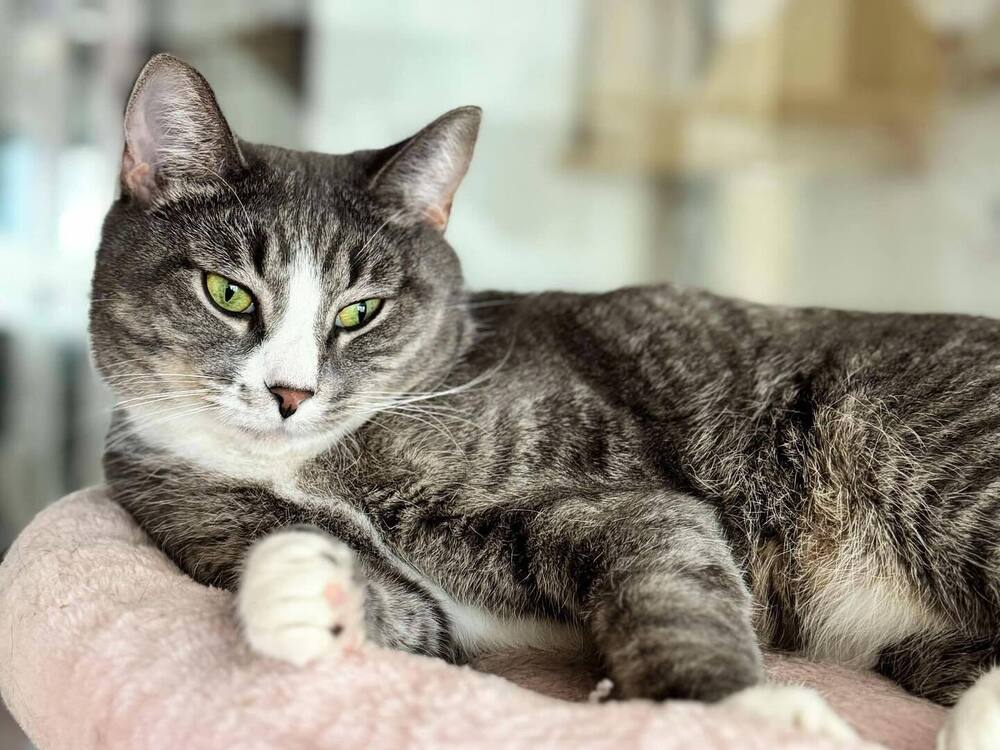 adoptable Cat in Whitestone, NY named Angel