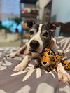 adoptable Dog in whitestone, NY named Cinco