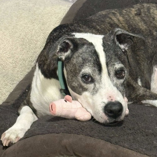 CINCO - American Staffordshire Terrier / Terrier available for adoption