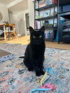adoptable Cat in whitestone, NY named Midnight