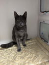 adoptable Cat in whitestone, NY named Bunny