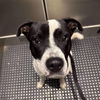 adoptable Dog in  named Addams