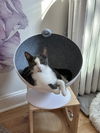 adoptable Cat in whitestone, NY named Samuel