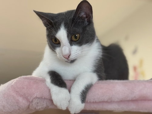 picture of the cat needing adoption