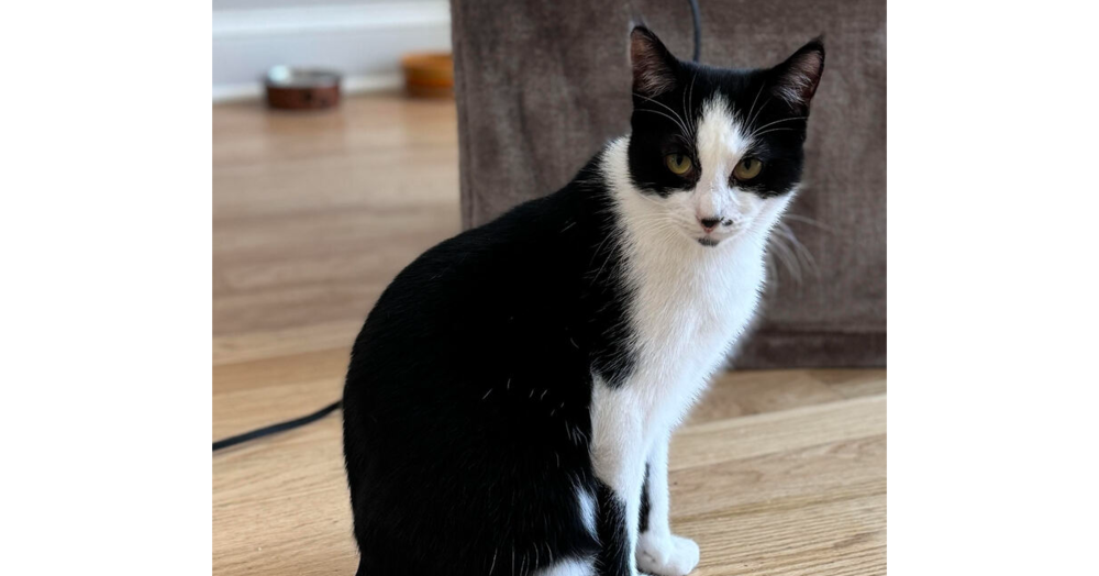 adoptable Cat in Whitestone, NY named Leo