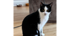 adoptable Cat in whitestone, NY named Leo