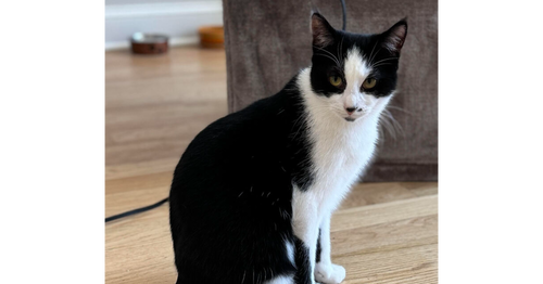 LEO - Domestic Short Hair available for adoption