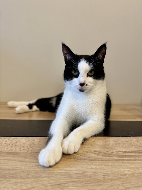 picture of the cat needing adoption