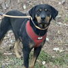 adoptable Dog in whitestone, NY named Tessa