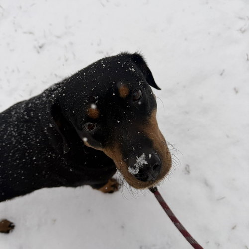 TESSA - Rottweiler / Terrier available for adoption