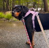 Tessa - Photo 4