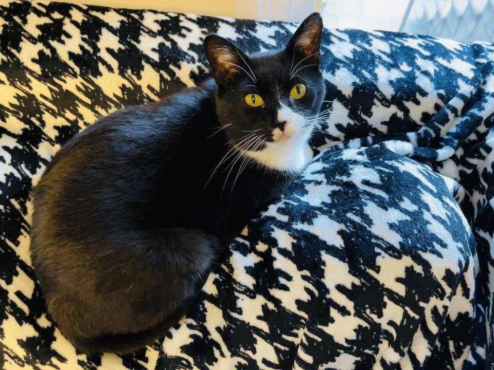 adoptable Cat in Whitestone, NY named White Socks
