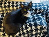 adoptable Cat in whitestone, NY named White Socks