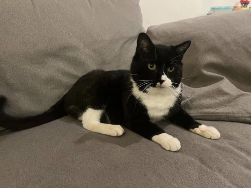 picture of the cat needing adoption
