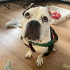 adoptable Dog in whitestone, NY named Francine