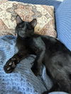 adoptable Cat in whitestone, NY named Chance