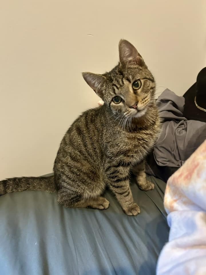 adoptable Cat in Whitestone, NY named Lucky