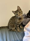 adoptable Cat in whitestone, NY named Lucky